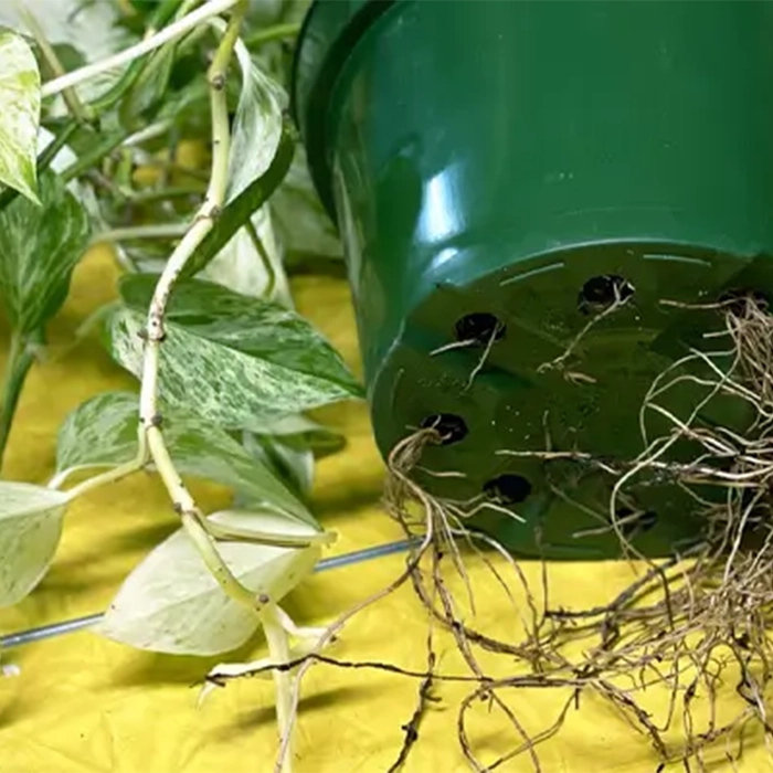 تعویض گلدان