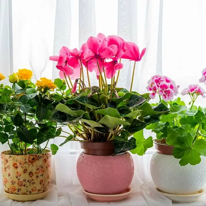 کود سه بیست برای گیاهان آپارتمانی گل دار 