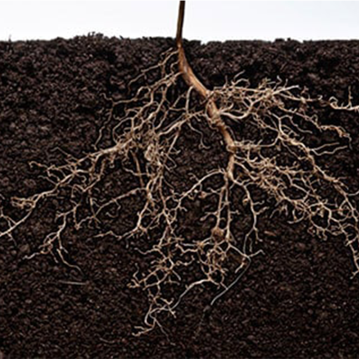 تقویت و توسعه ریشه‌ها