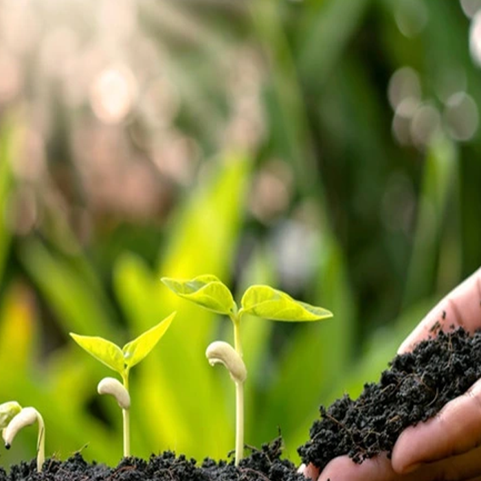 مقدار مصرف هیومیک اسید برای گیاهان آپارتمانی