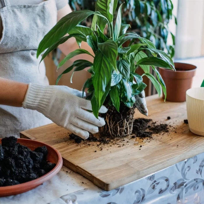 اسید هیومیک و فواید آن برای گیاهان آپارتمانی