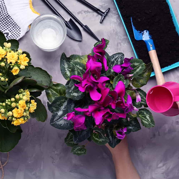کود گلدهی ۳۶-۱۲-۱۲ برای چه گیاهانی مناسب است