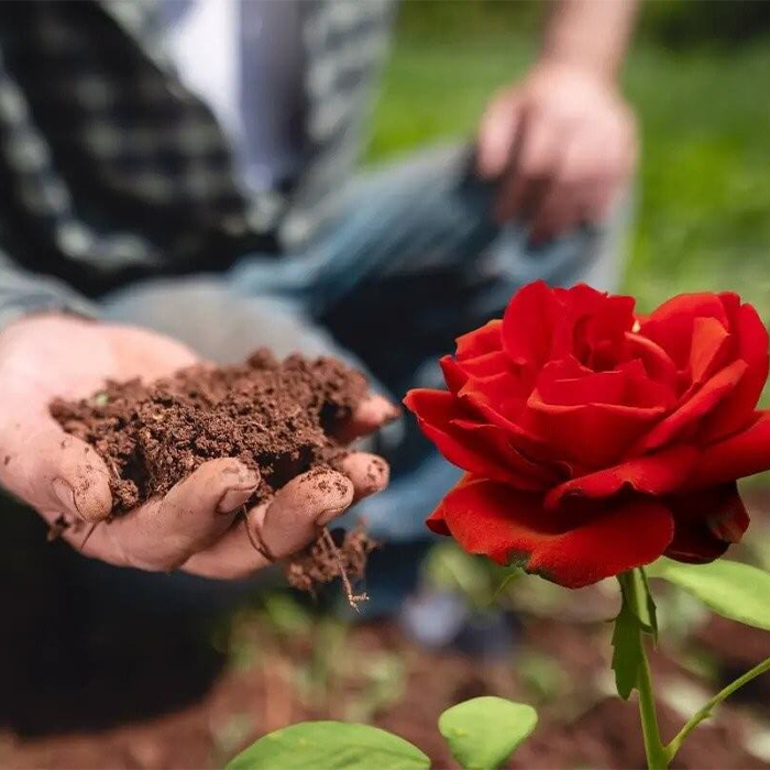 مزایای استفاده از کود گلدهی ۳۶-۱۲-۱۲