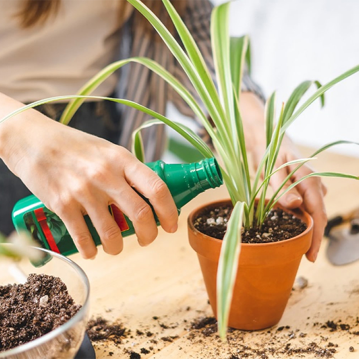 کود آهن برای چه گیاهانی مناسب است؟ 