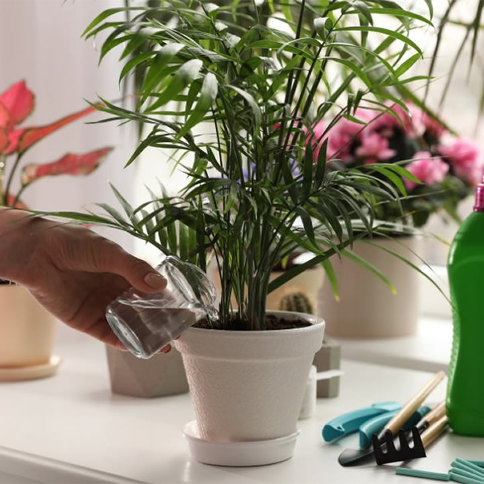 نحوه مصرف کود آهن 