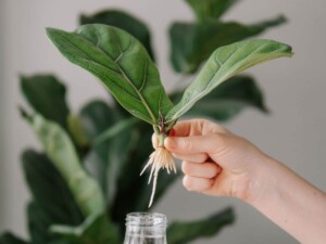 راهنمای کامل قلمه زدن انواع فیکوس