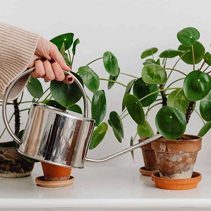 نحوه صحیح استفاده از آب برنج برای گیاهان آپارتمانی