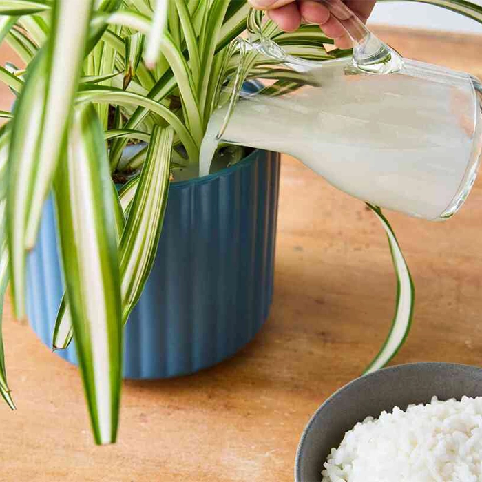 آب برنج برای گیاه خوبه؟