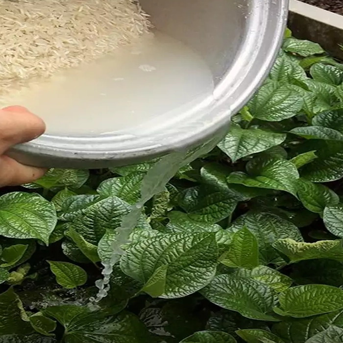 ترکیبات مفید آب برنج برای رشد گیاه