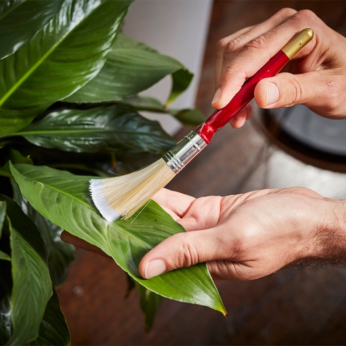 اشتباهات رایج هنگام تمیز کردن برگها