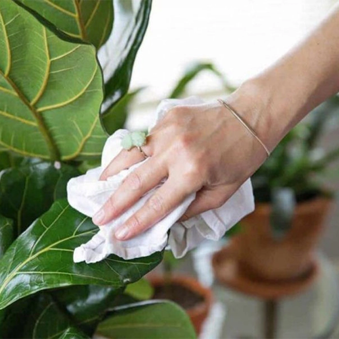 اهمیت تمیز کردن برگ گیاهان آپارتمانی