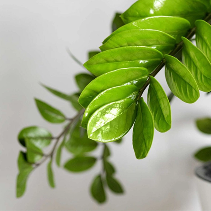 روش تمیز کردن متناسب با نوع برگ