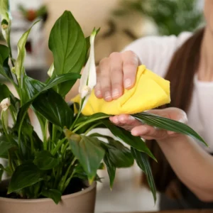 تمیز کردن برگ گیاهان آپارتمانی