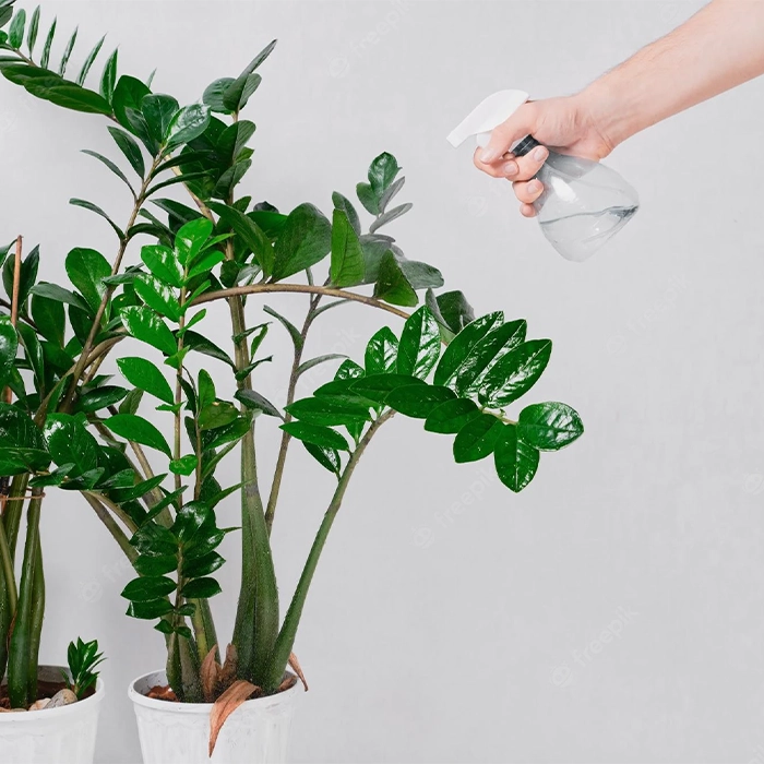 روشهای طبیعی برای تمیز کردن برگ گیاهان