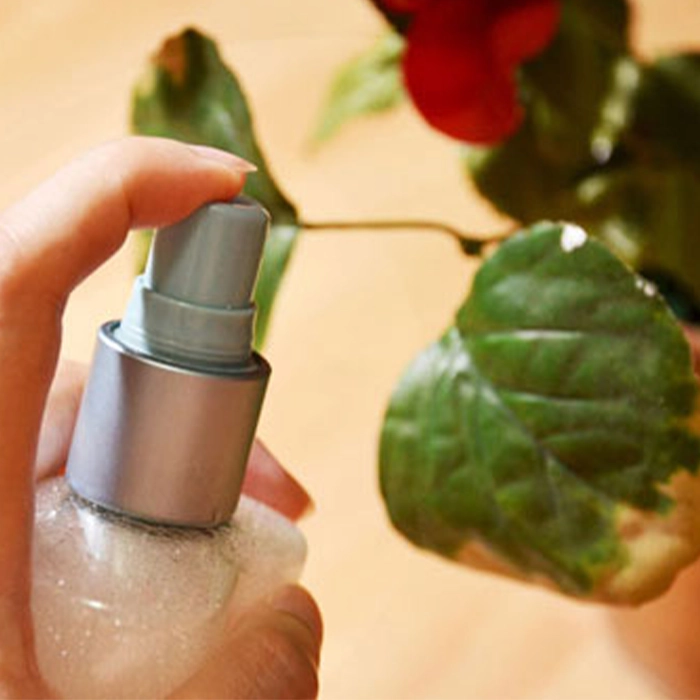 روش‌های طبیعی و خانگی برای از بین بردن شته 