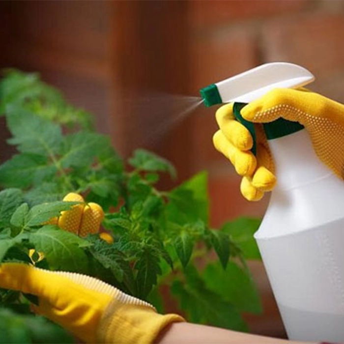 استفاده از آفت‌کش‌های ایمن و بی‌ضرر برای گیاهان آپارتمانی 