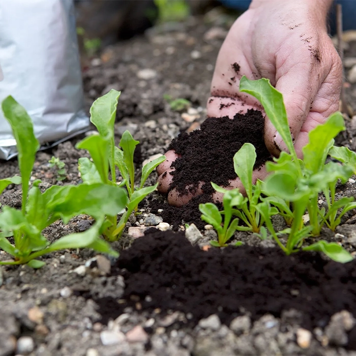 تفاوت تفاله قهوه تازه و خشک