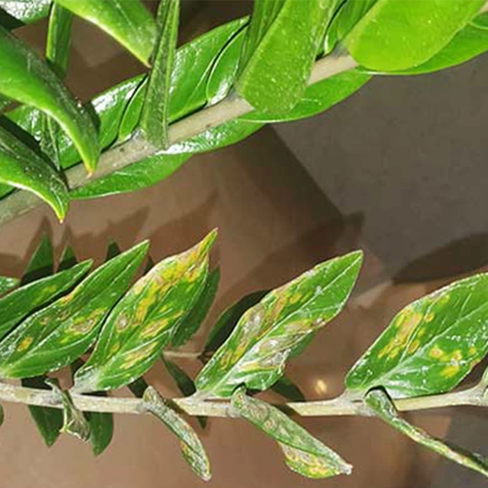 چه زمانی باید از قارچ کش استفاده کنیم؟