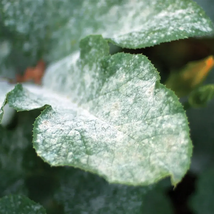 وجود کپک سفید یا خاکستری روی خاک