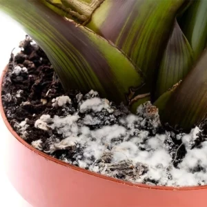 کپک روی خاک گلدانها