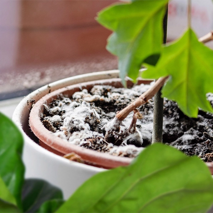 انواع کپکهای رایج در خاک گلدان و تفاوت آنها