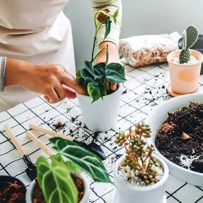 پیشگیری از بازگشت کپک در گلدانهای خانگی