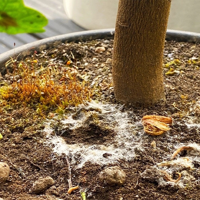 کپک روی خاک گلدانها