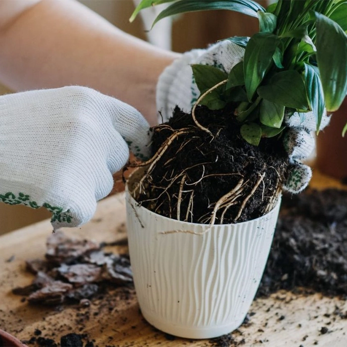 درمان تخصصی کپک شدید در گلدان