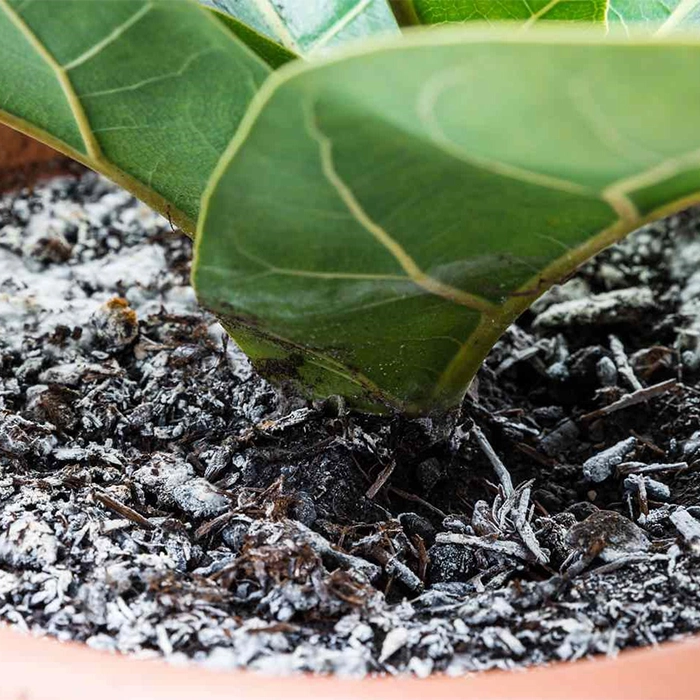 علت ایجاد کپک روی خاک گلدانها چیست؟