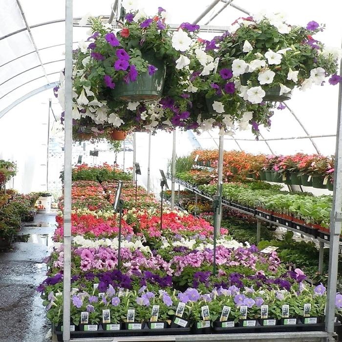 اهمیت قیمتگذاری اصولی در فروش گل به صورت عمده