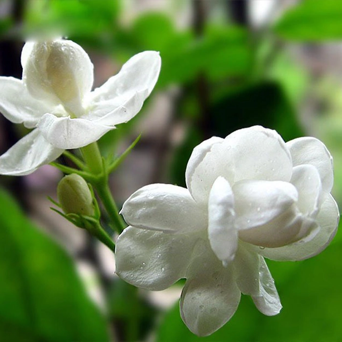 خرید عمده یاس عمامه ای