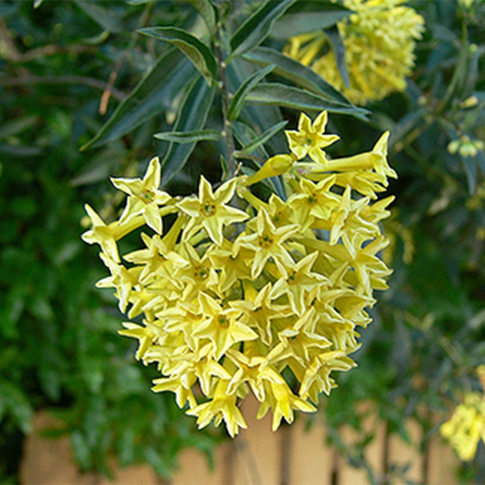 شرایط نگهداری از گل محبوبه شب :