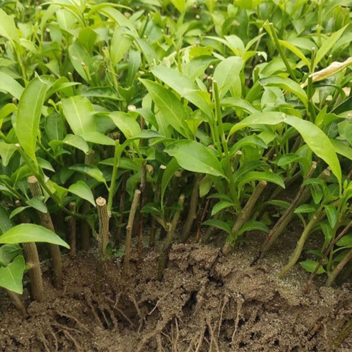 تکثیر محبوبه شب