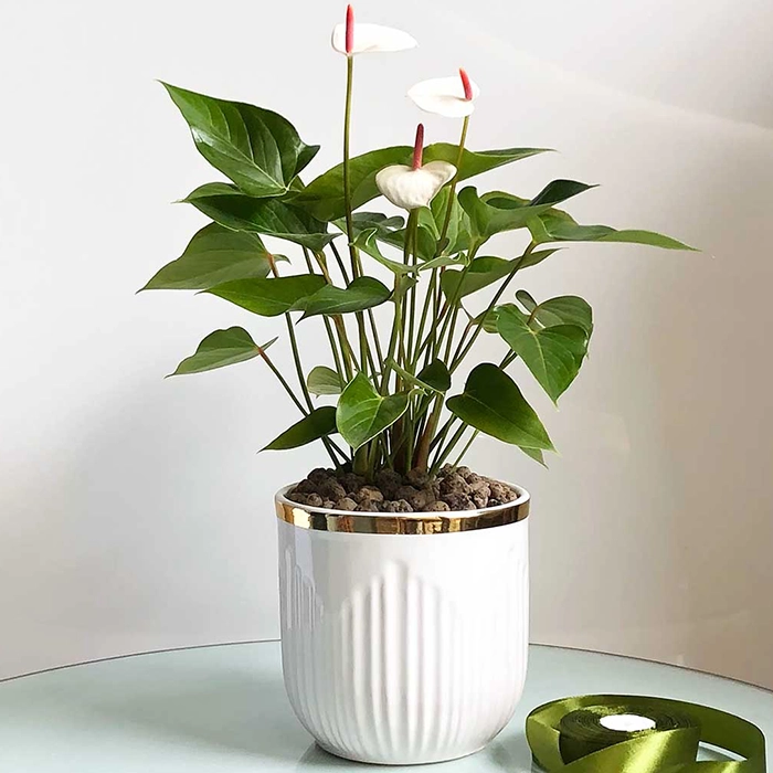 انواع گل‌های سایه‌دوست