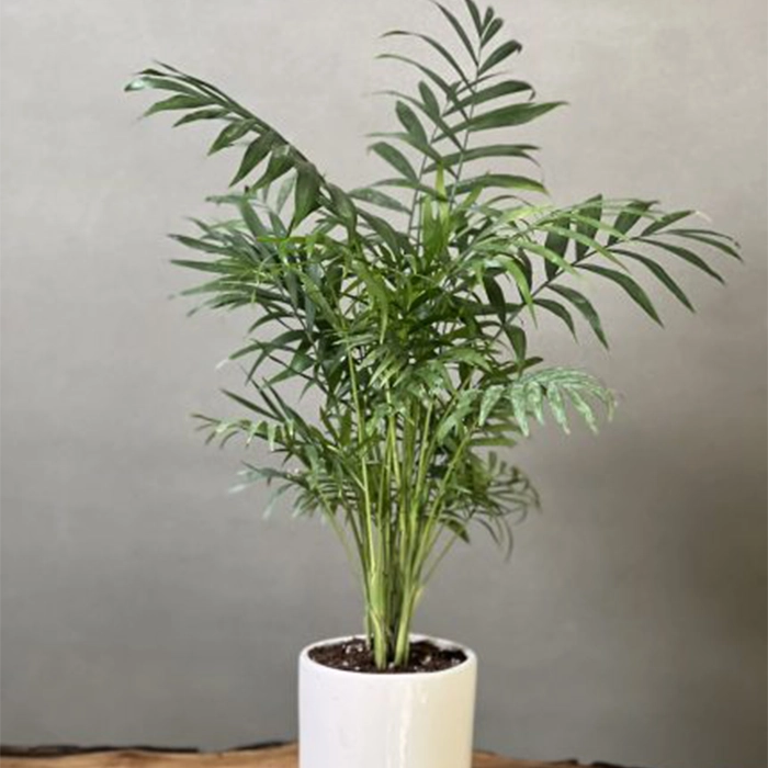 مقاوم ترین درختچه های آپارتمانی