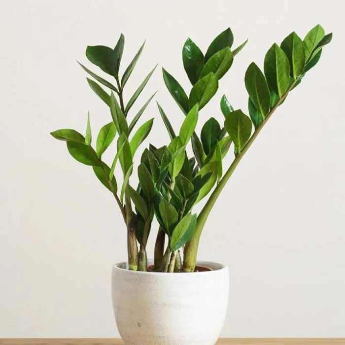 بهترین گل‌های آپارتمانی با نور کم