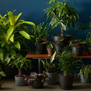 انواع گل‌های آپارتمانی سایه‌دوست