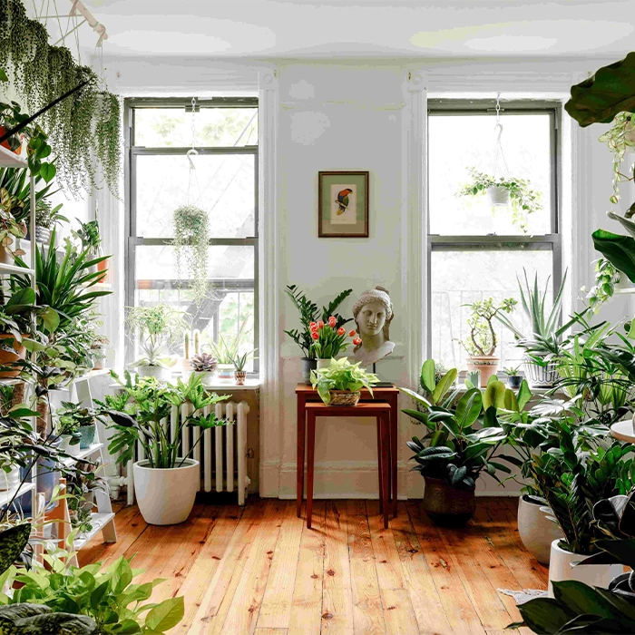 گل‌های سایه‌دوست چیست