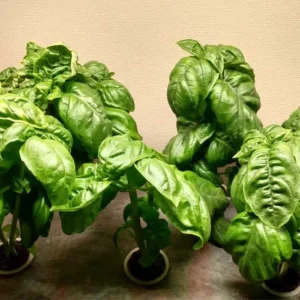 علت جمع شدن برگ گیاهان آپارتمانی و روش‌های درمان آن