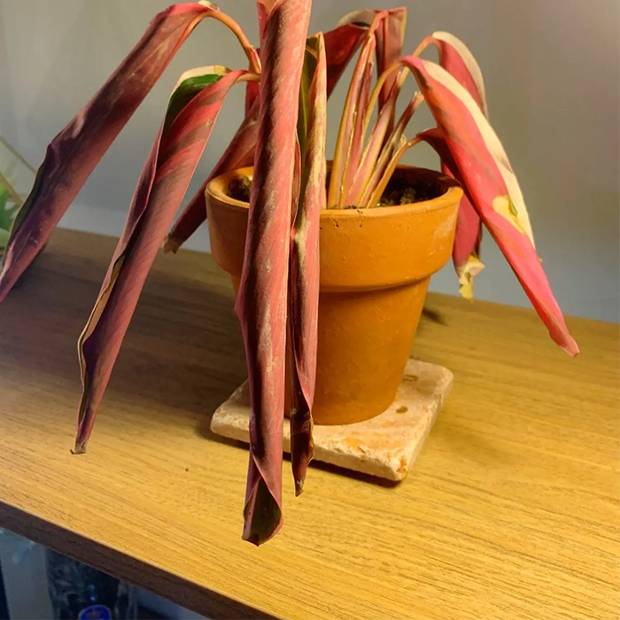 عوامل جمع شده برگ گیاهان آپارتمانی