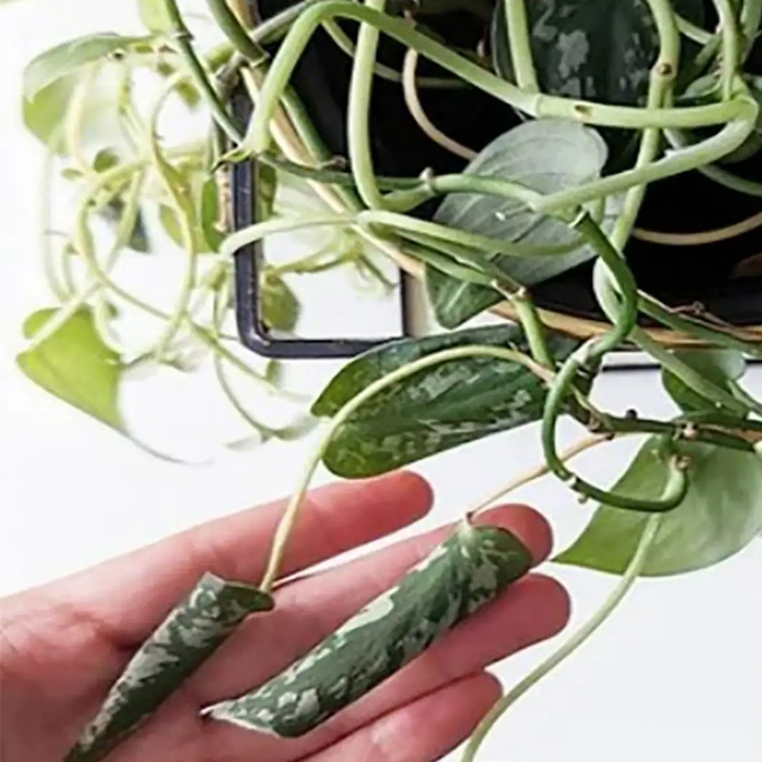 کمبود یا زیادی نور؛ عامل اصلی جمع شدن برگ‌ها