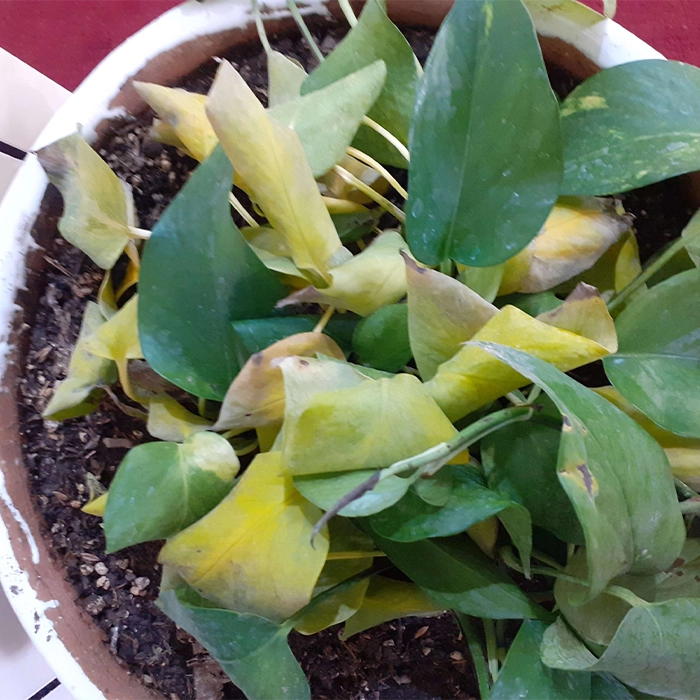 آبیاری نامنظم و رطوبت پایین محیط