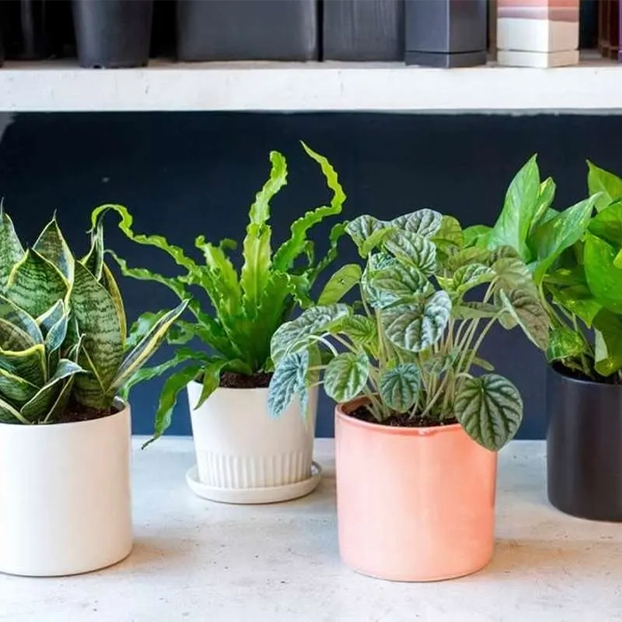 چرا باید درختچه آپارتمانی مقاوم انتخاب کنیم؟