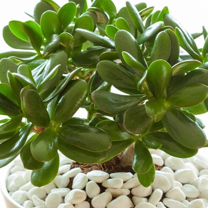 مقاوم ترین درختچه های آپارتمانی