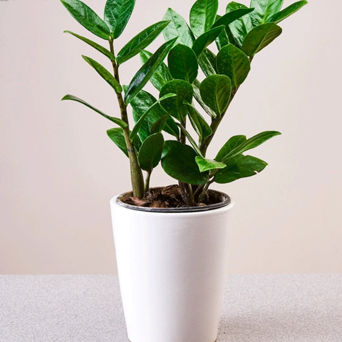 معرفی انواع درختچه‌های آپارتمانی مقاوم