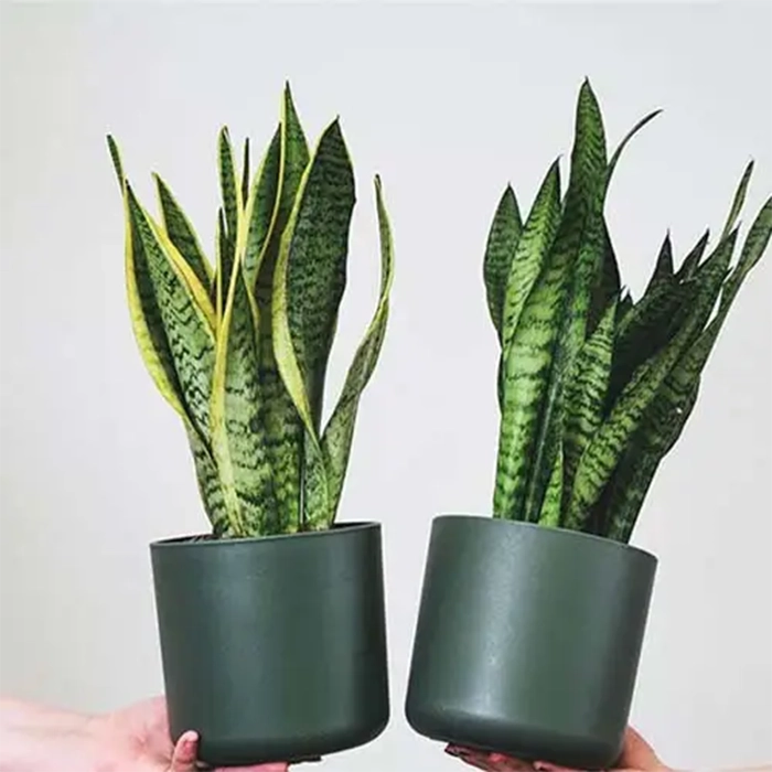 معرفی انواع درختچه‌های آپارتمانی مقاوم