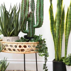 مقاوم ترین درختچه های آپارتمانی