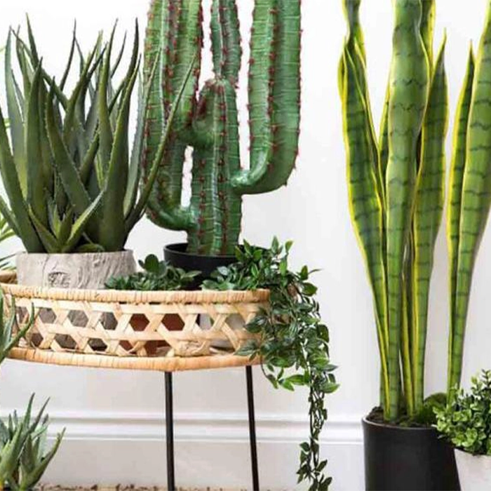 مقاوم ترین درختچه های آپارتمانی