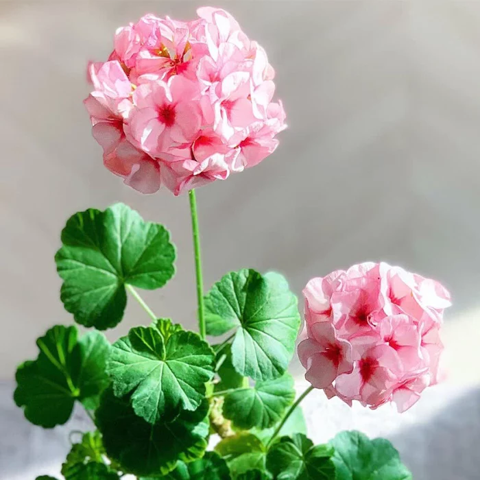 گلهای پرفروش و زودبازده در بازار داخلی