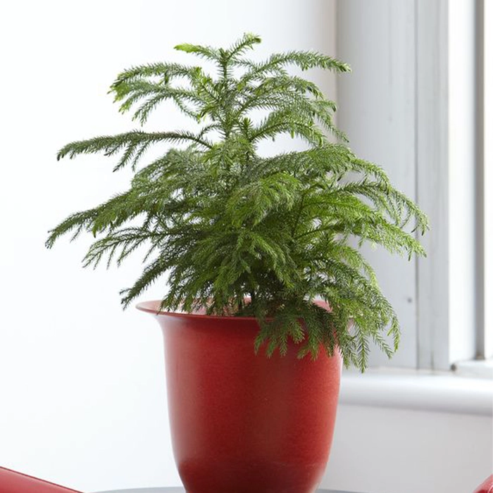 جلوگیری از خشک شدن کاج مطبق